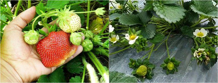 Підживлення перед цвітінням полуниці