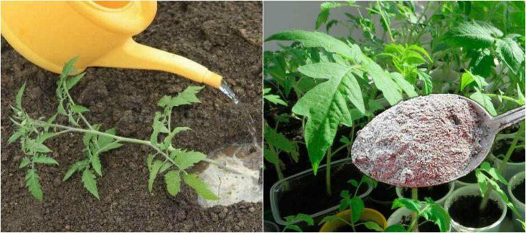 Що я кладу в лунку при посадці помідорів