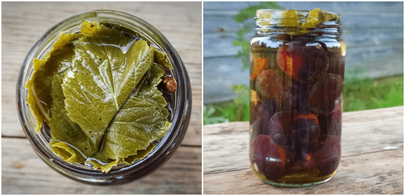 Мочені (квашені) СЛИВИ на зиму по-старовинному рецепті з книги 1887 року: їла в сусідки квашені сливи, так сподобались, що я зацікавилась узнати більше